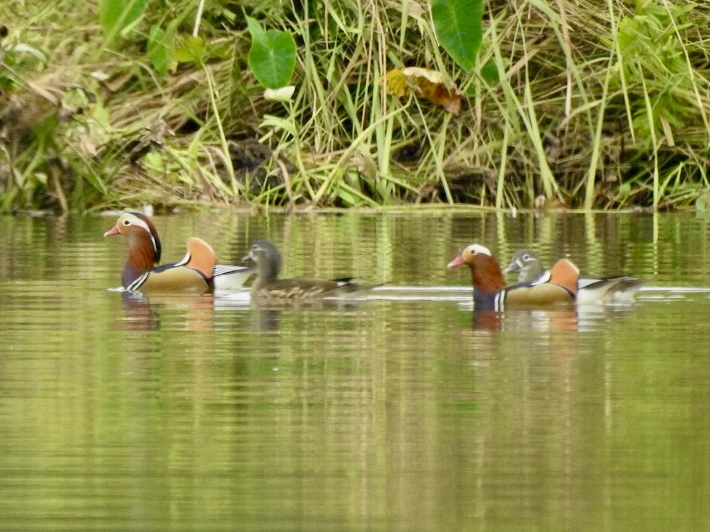 Mandarinente - ML645389229