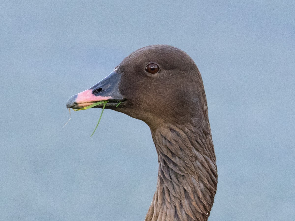 Pink-footed Goose - ML645389232
