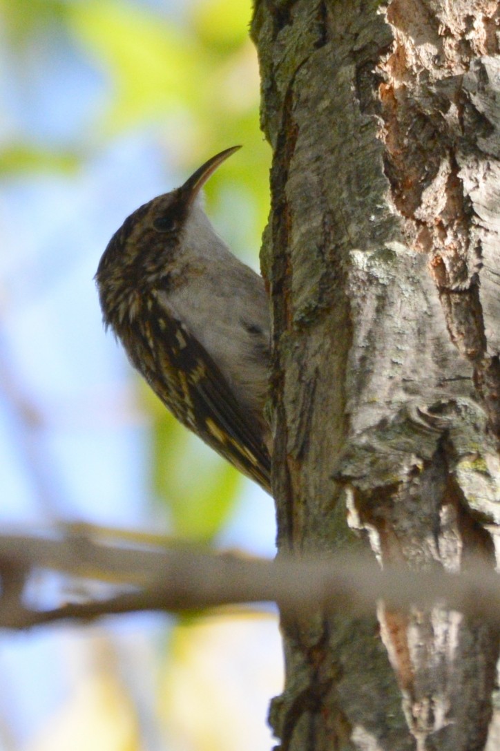 Brown Creeper - ML645389234