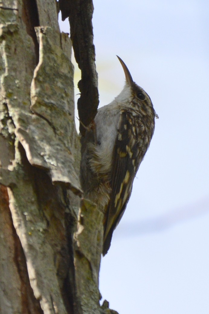 Brown Creeper - ML645389235