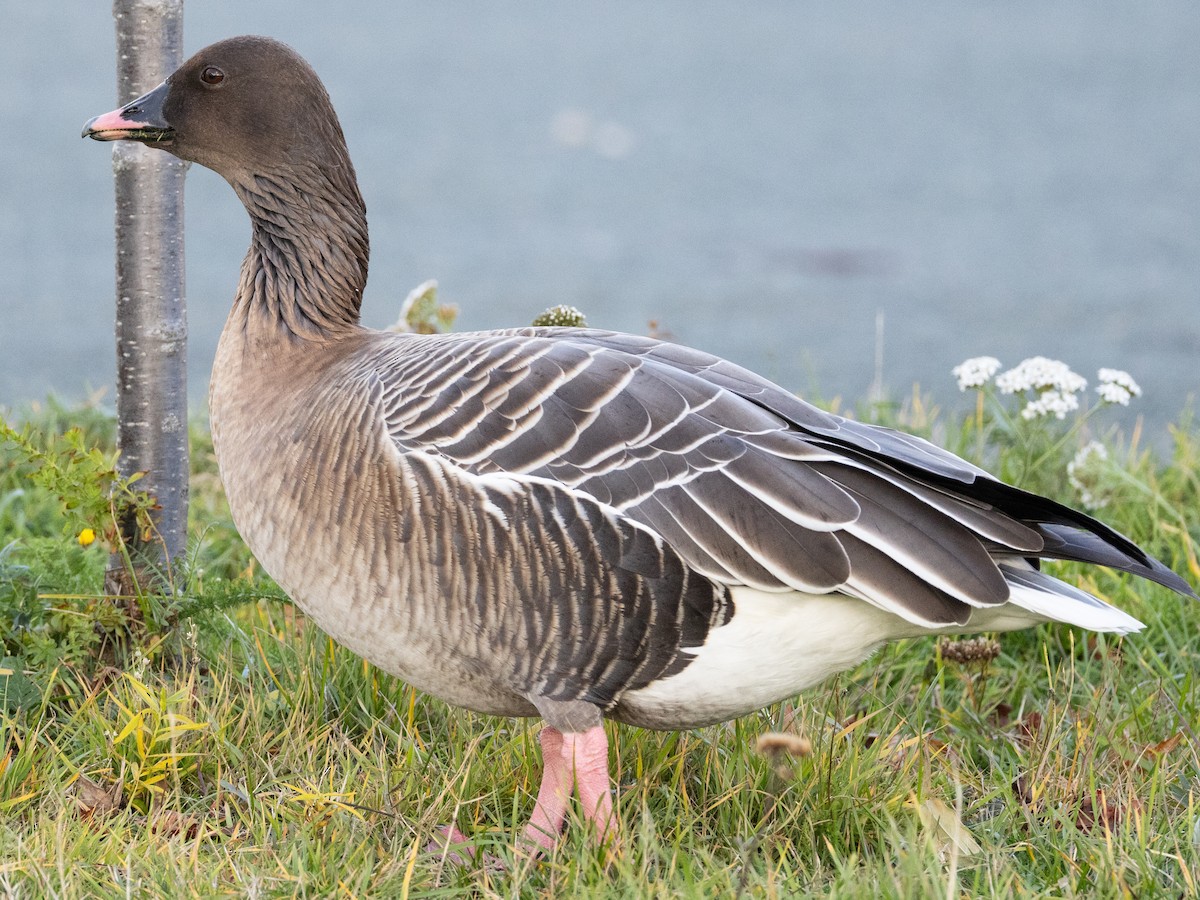 Pink-footed Goose - ML645389240