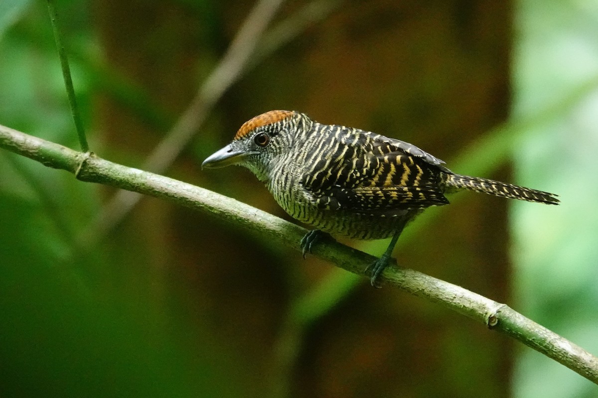 Fasciated Antshrike - ML645389243