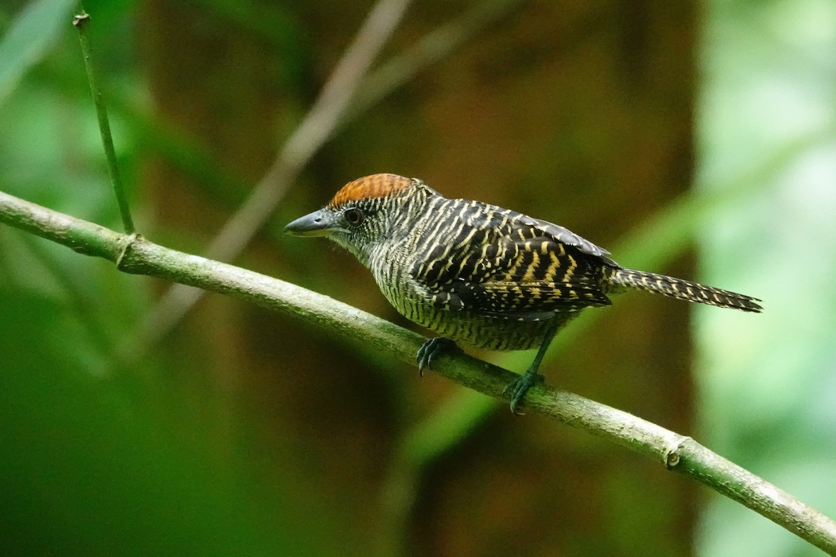 Fasciated Antshrike - ML645389244