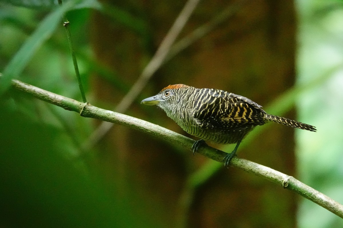 Fasciated Antshrike - ML645389245