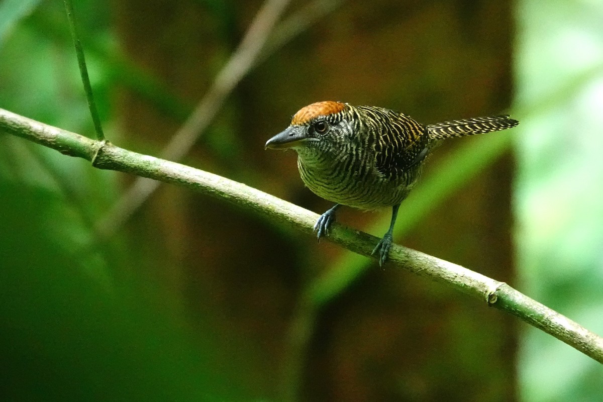 Fasciated Antshrike - ML645389246