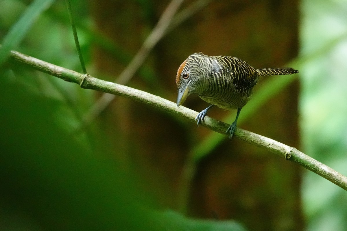 Fasciated Antshrike - ML645389247