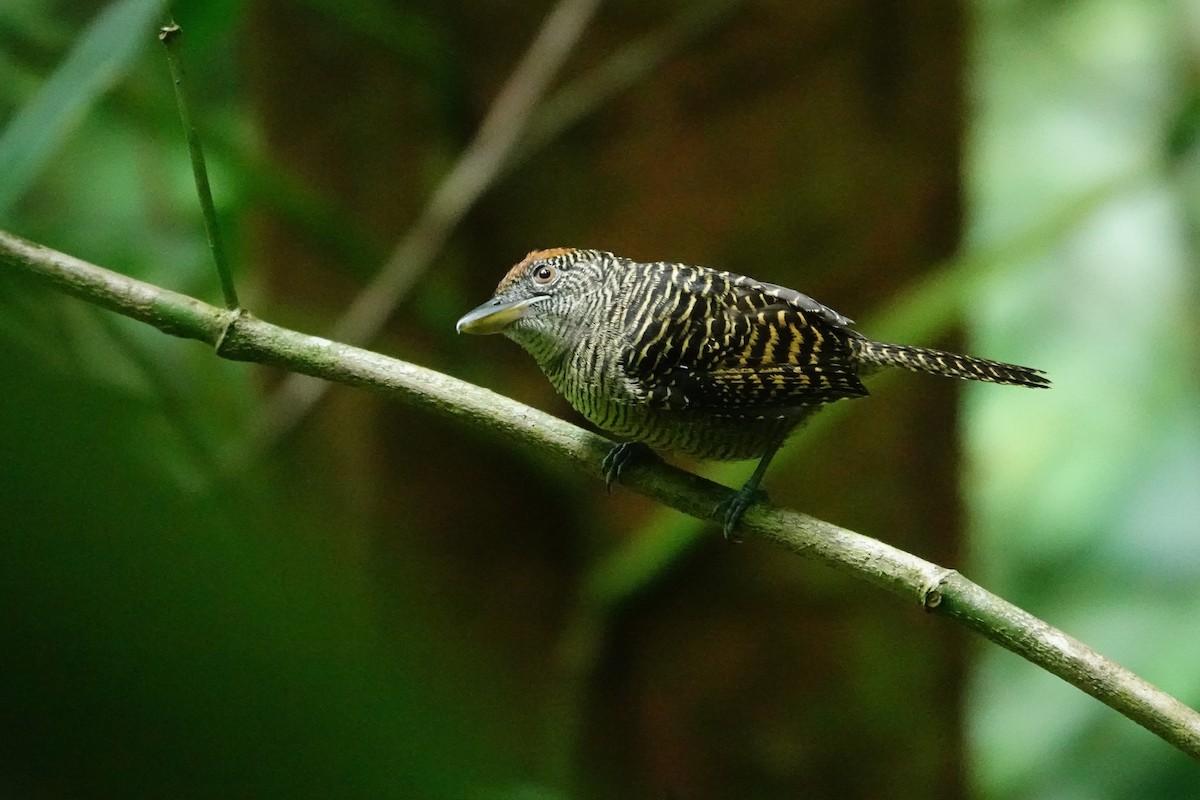 Fasciated Antshrike - ML645389248
