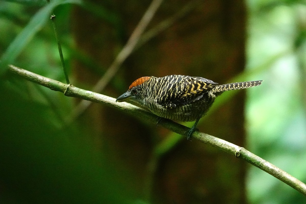 Fasciated Antshrike - ML645389249