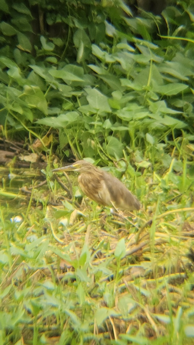 Javan Pond-Heron - ML645389251