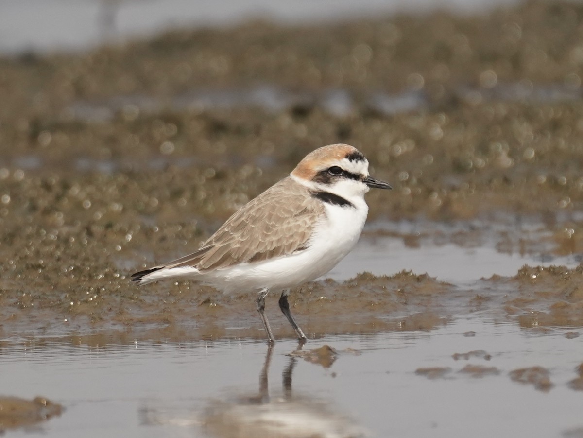 Kentish Plover - ML645389254