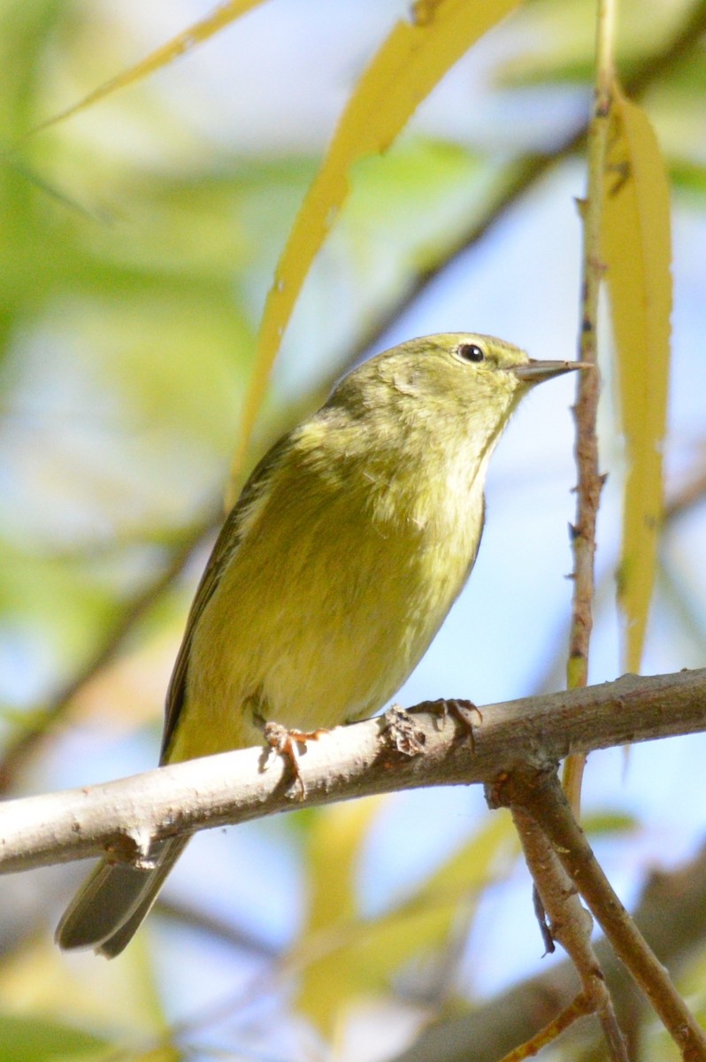 Orange-crowned Warbler - ML645389264