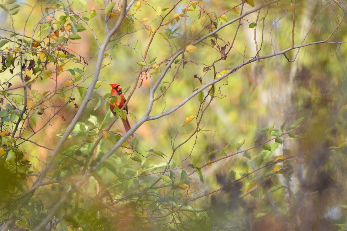 קרדינל צפוני - ML645389280