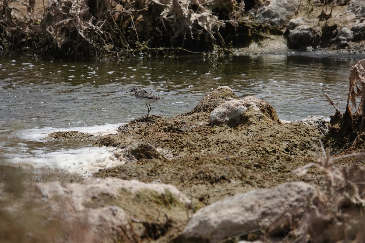 タカブシギ - ML645389327