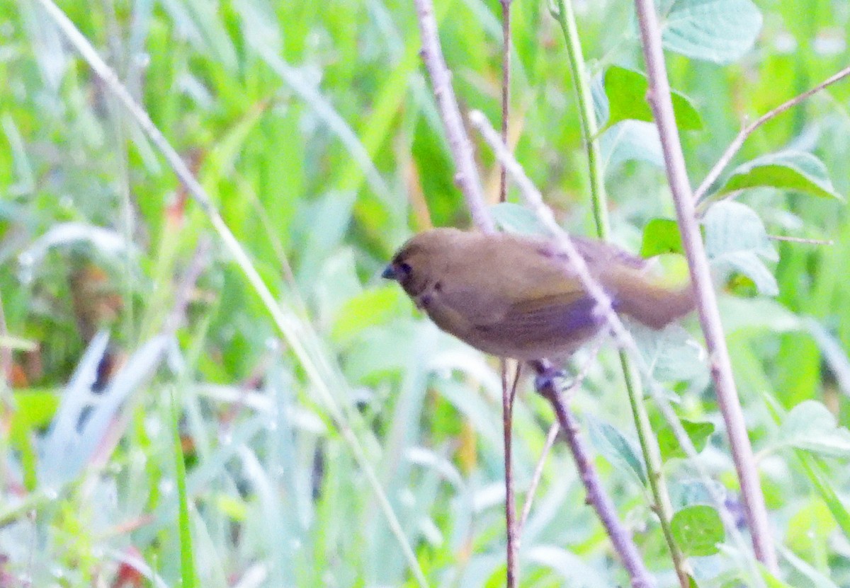 Goldbrauen-Gimpeltangare - ML645389336