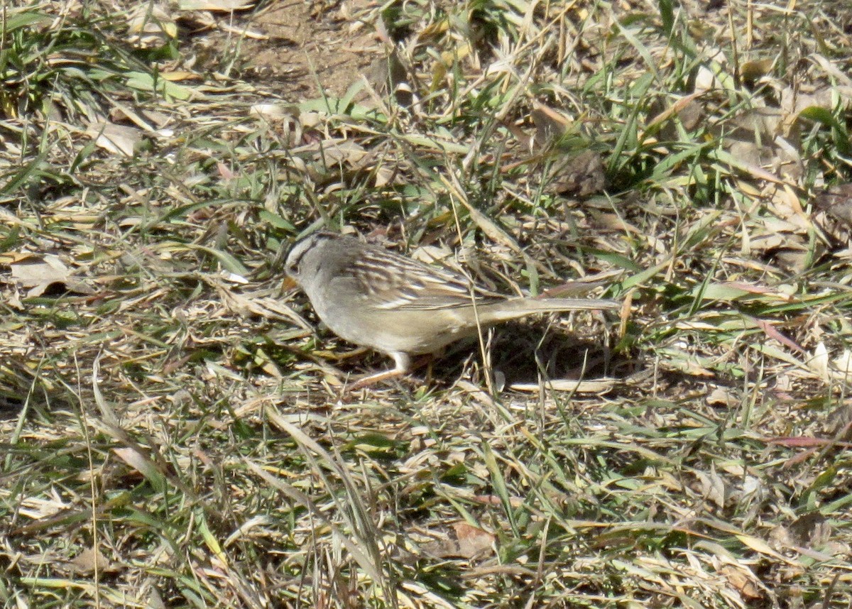 White-crowned Sparrow - ML645389354