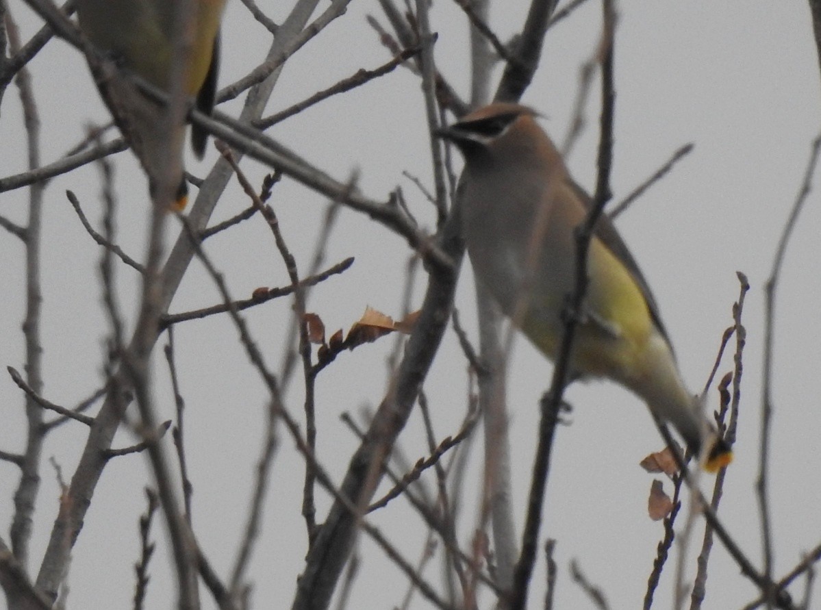 Cedar Waxwing - ML645389377