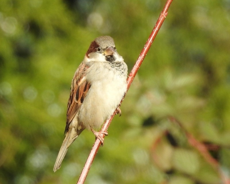 House Sparrow - ML645389381