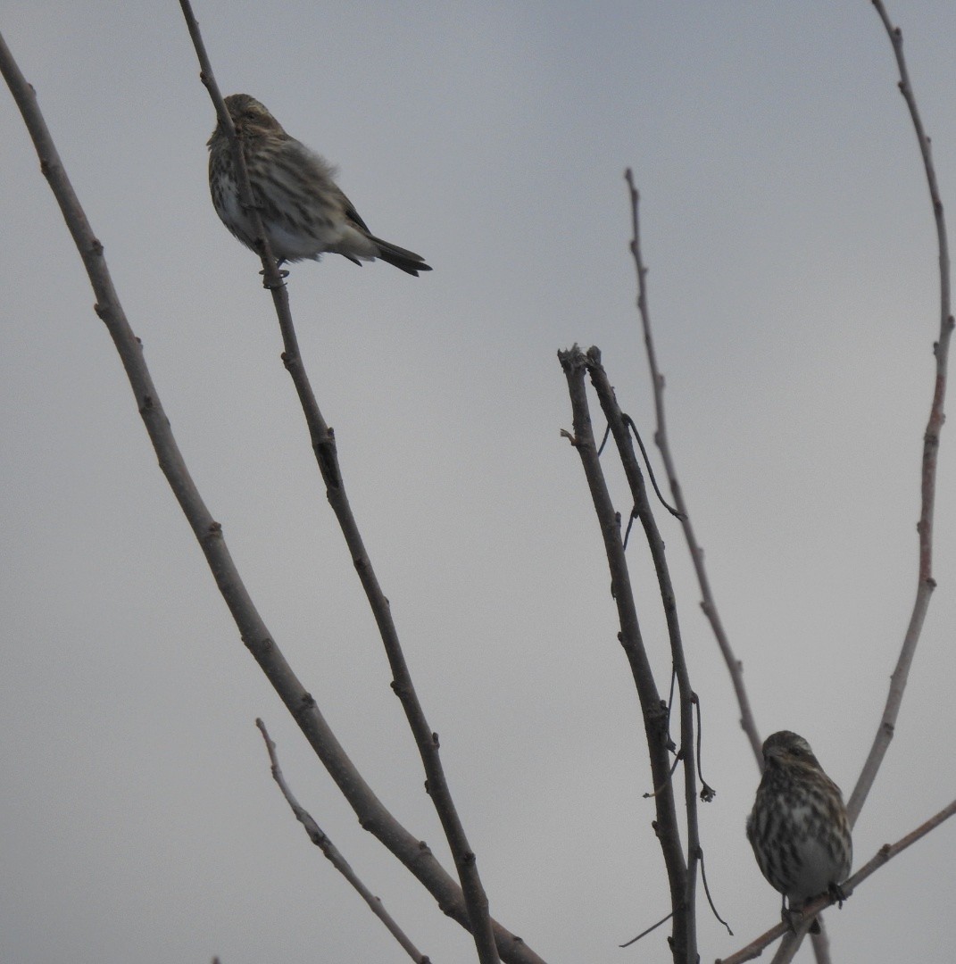 Purple Finch (Eastern) - ML645389383
