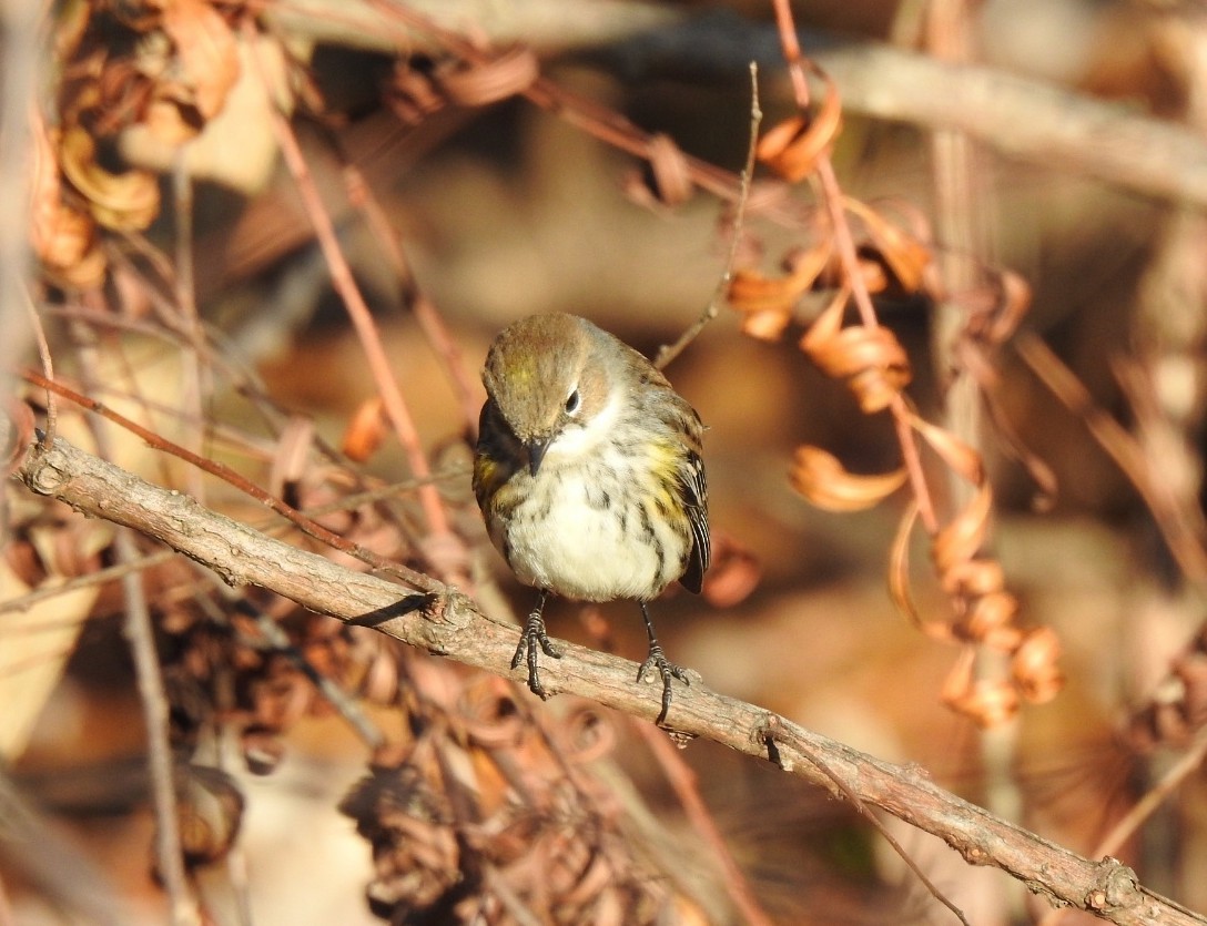Yellow-rumped Warbler (Myrtle) - ML645389386
