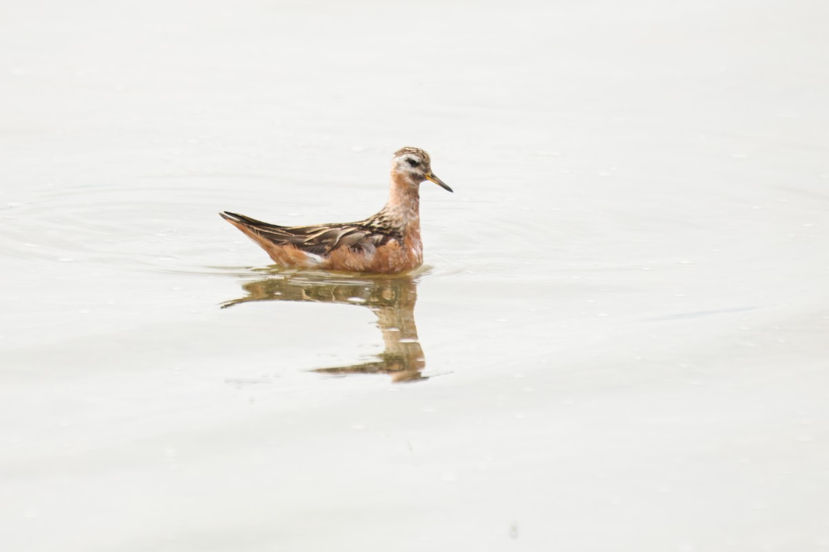 灰瓣足鷸 - ML645389429