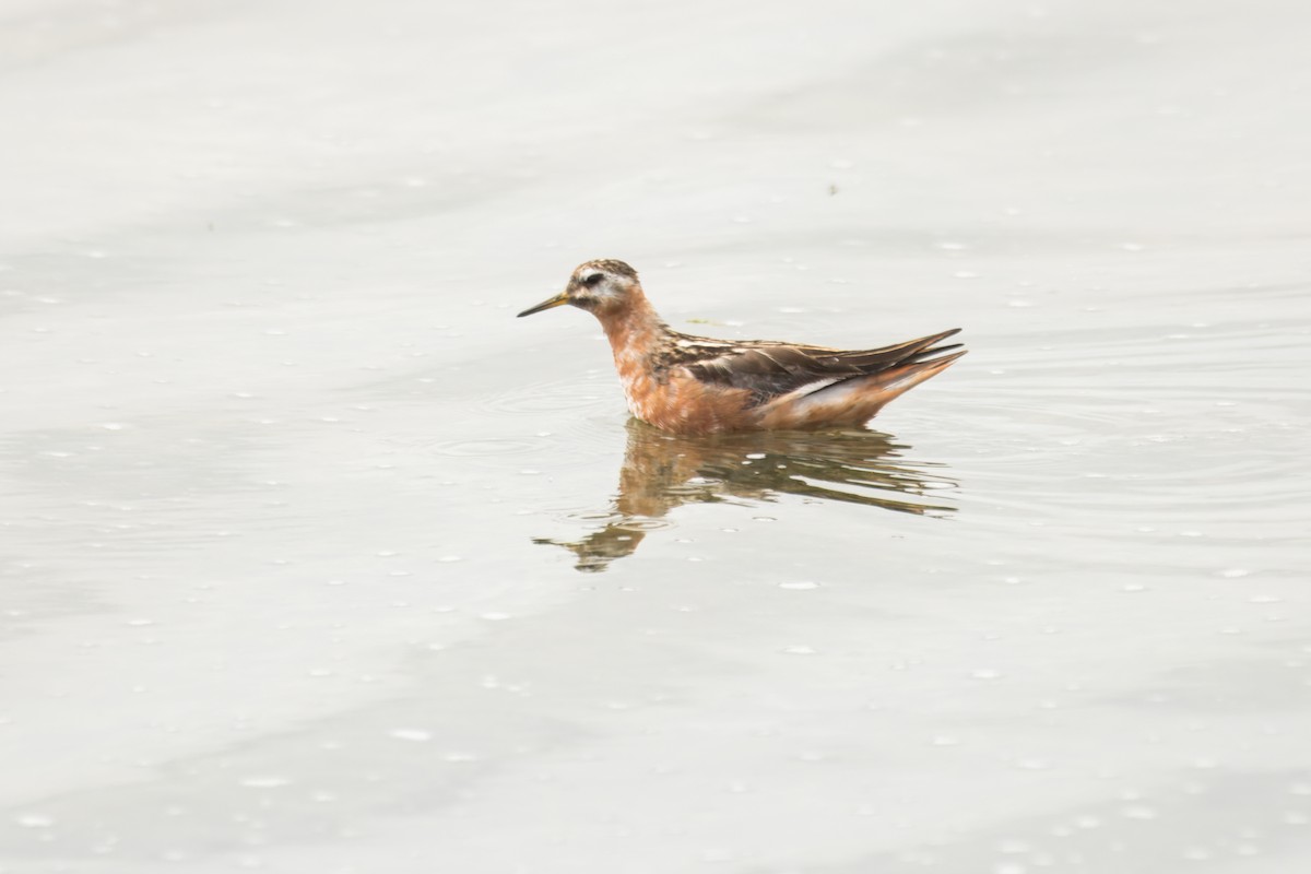 灰瓣足鷸 - ML645389430