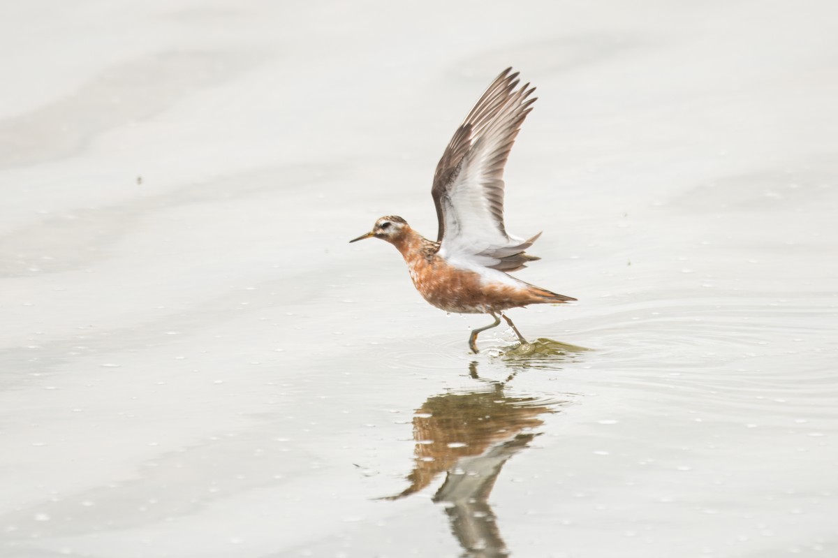 灰瓣足鷸 - ML645389431