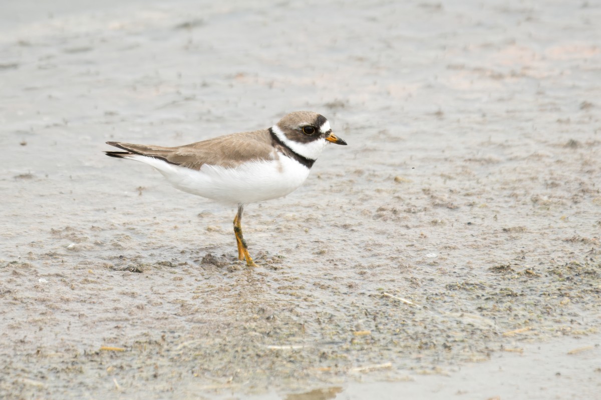 Semipalmated Plover - ML645389436