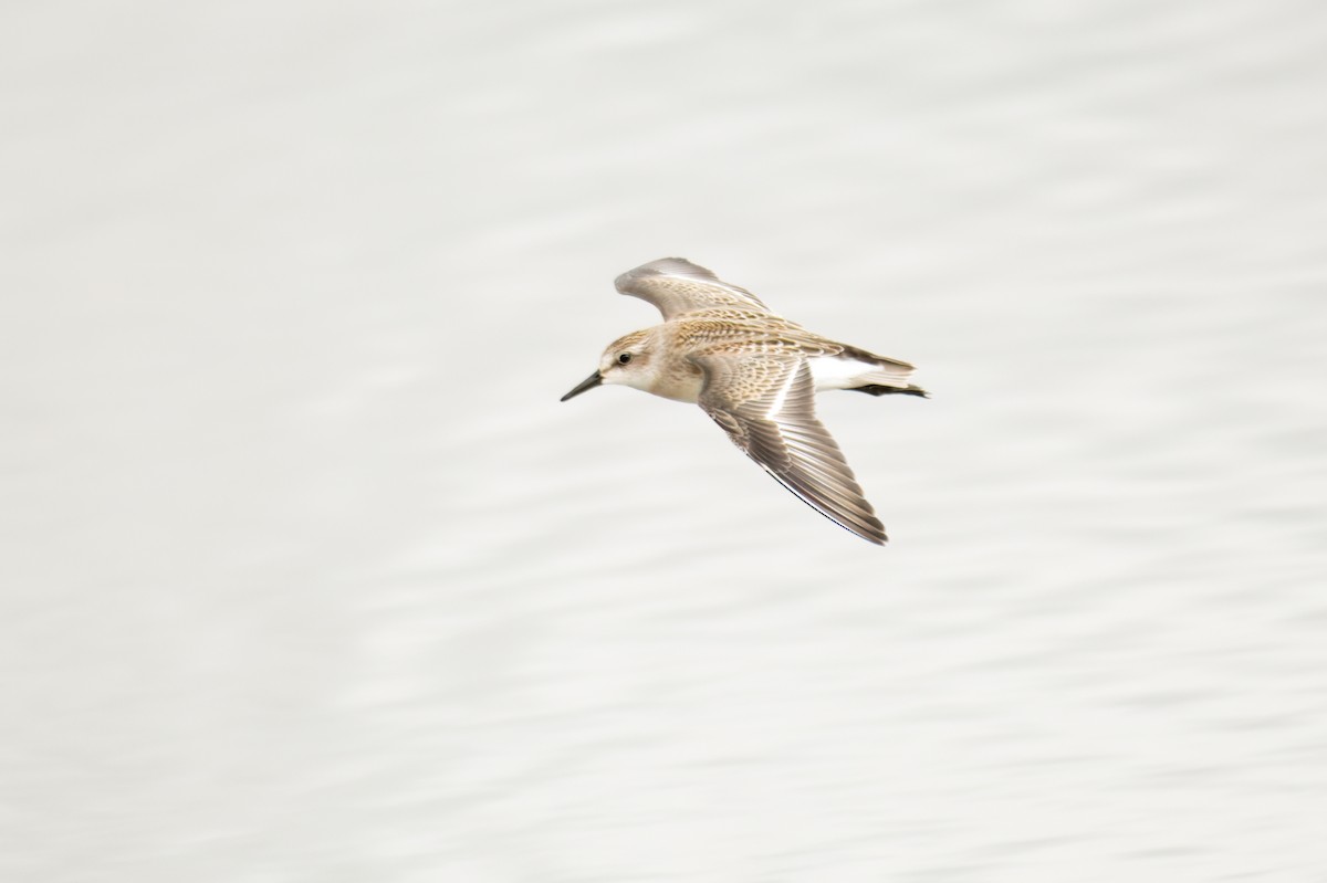 Semipalmated Sandpiper - ML645389441