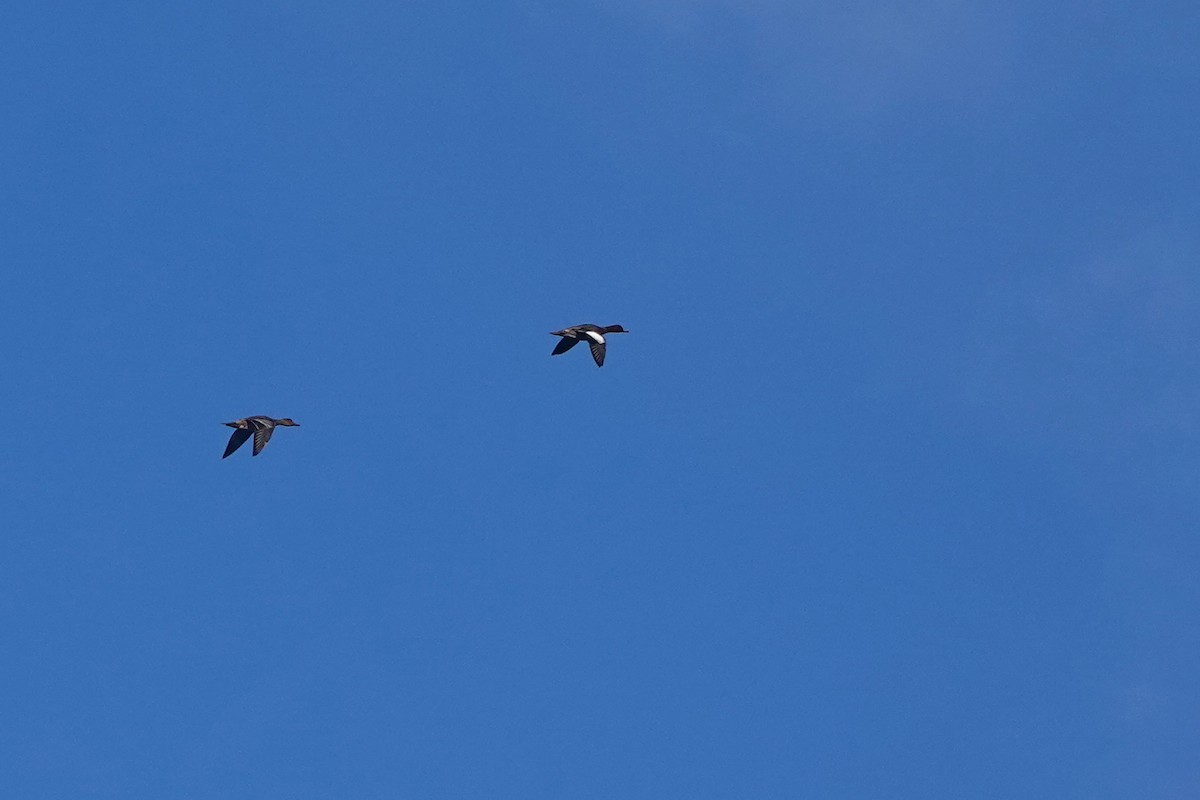 Eurasian Wigeon - ML645389442