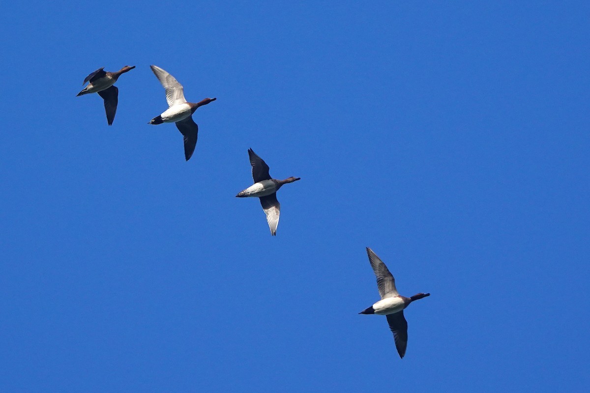 Eurasian Wigeon - ML645389443