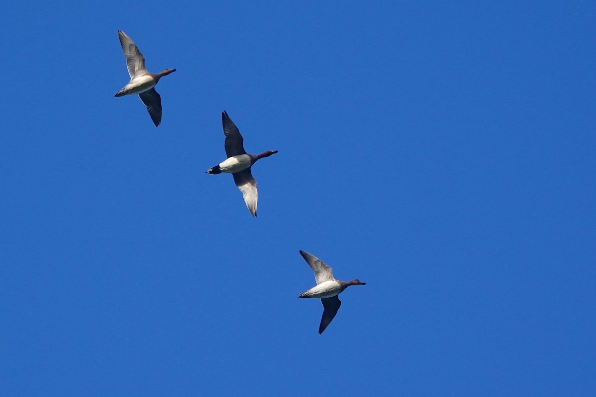 Eurasian Wigeon - ML645389444