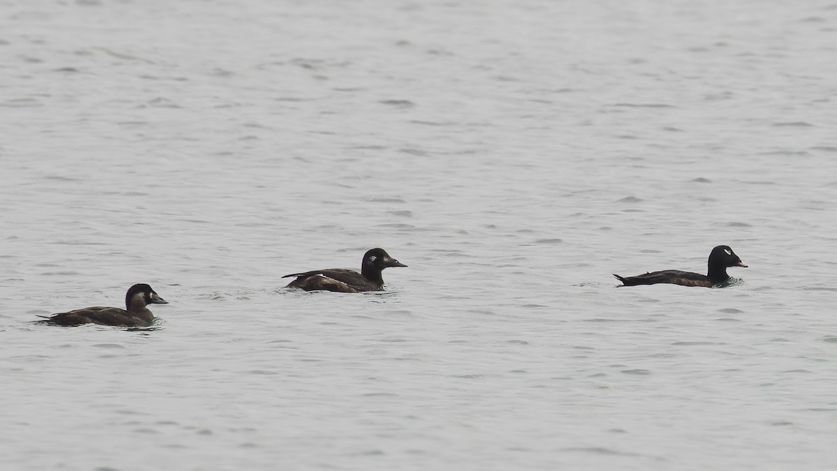 Ak Kanatlı Kadife Ördek - ML645389463