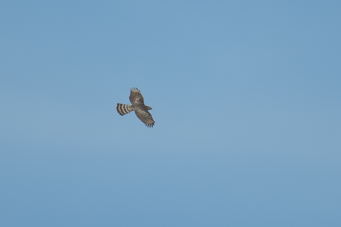 Eurasian Goshawk - ML645389468