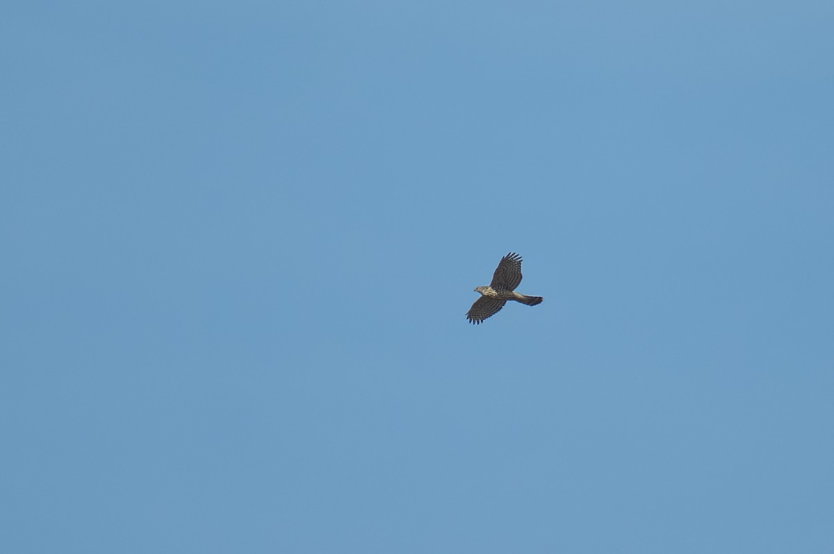 Eurasian Goshawk - ML645389469