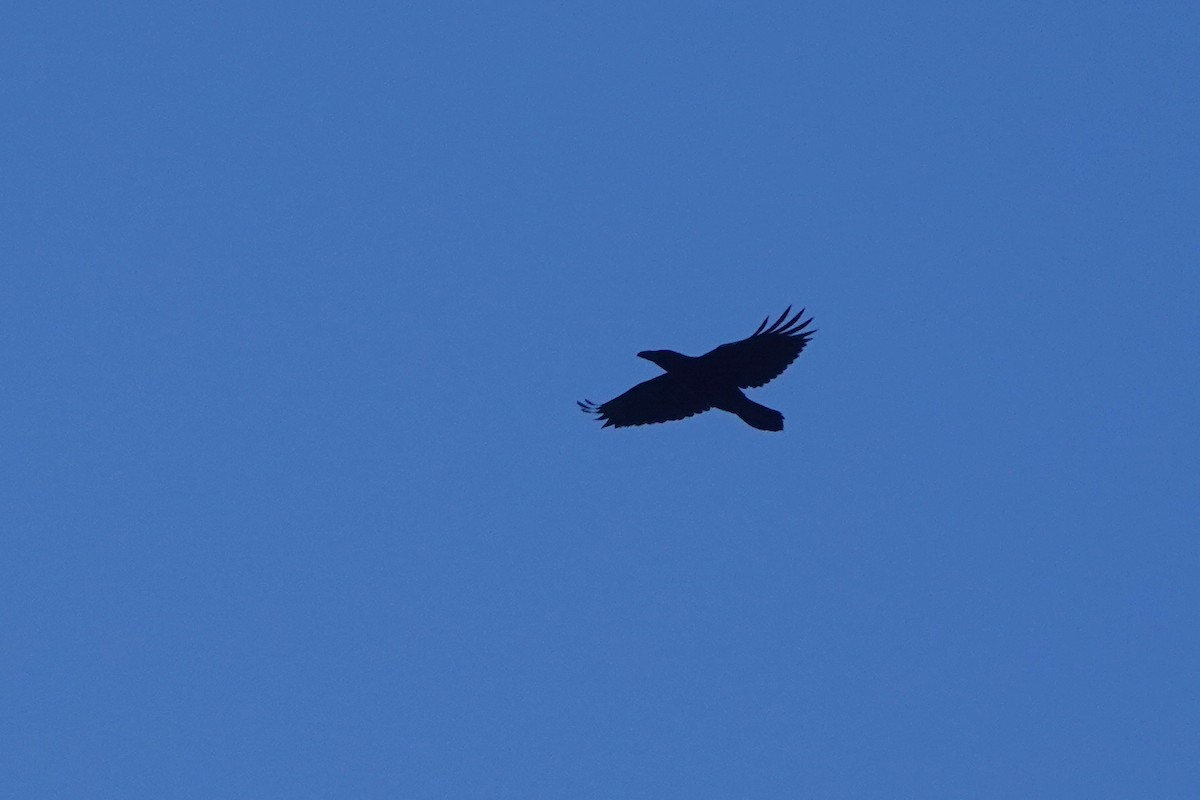 Common Raven - ML645389476