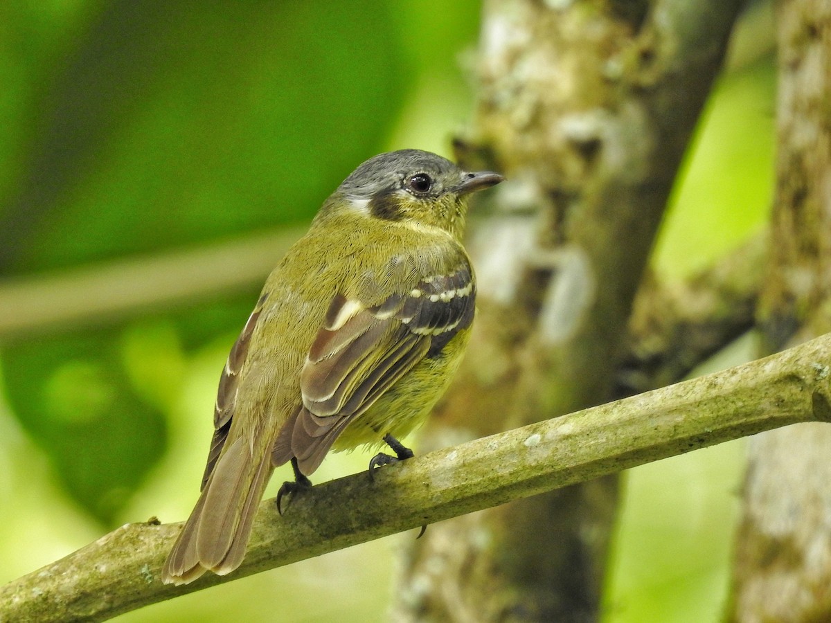 Ashy-headed Tyrannulet - ML645389481
