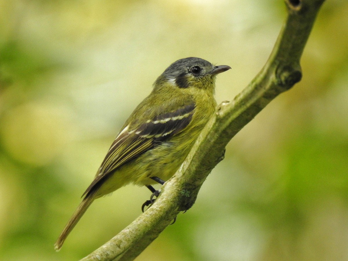 Ashy-headed Tyrannulet - ML645389482