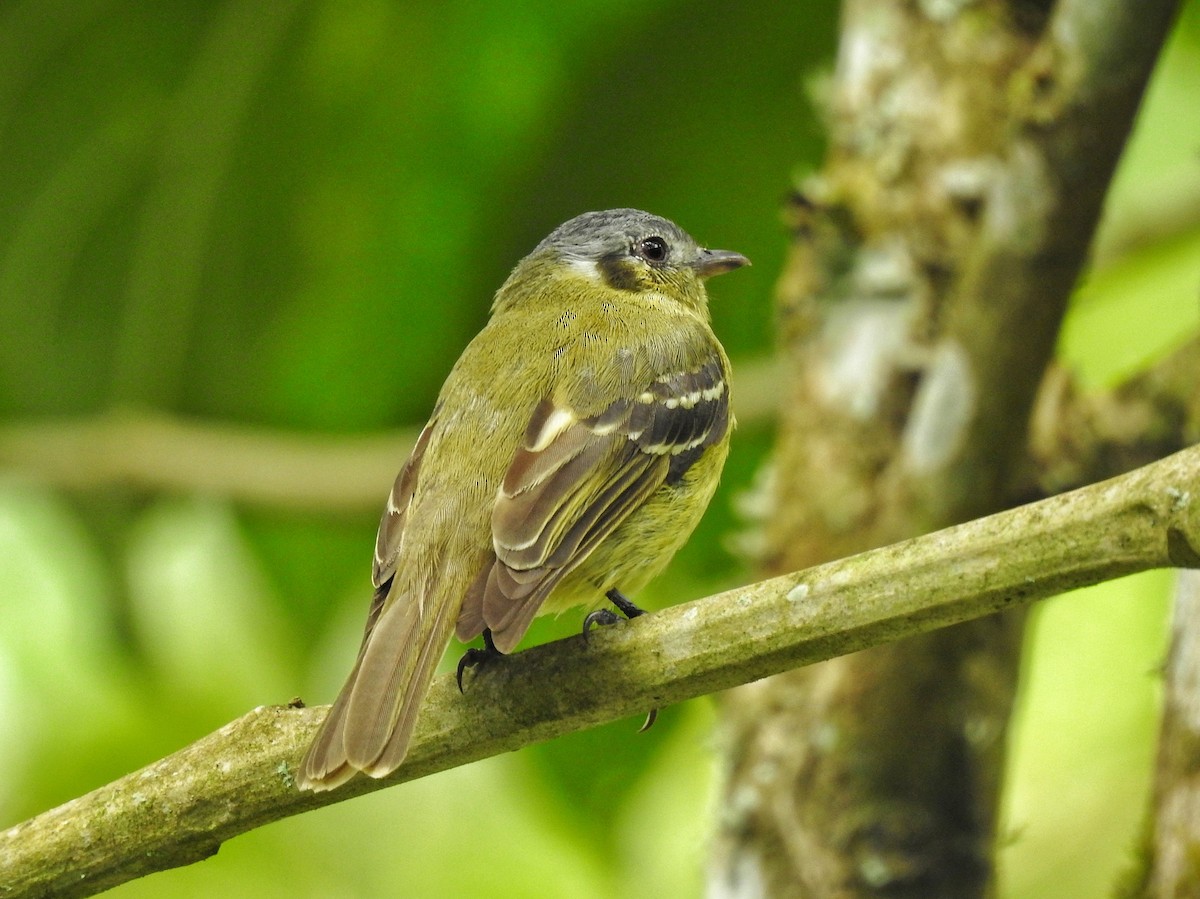 Ashy-headed Tyrannulet - ML645389483
