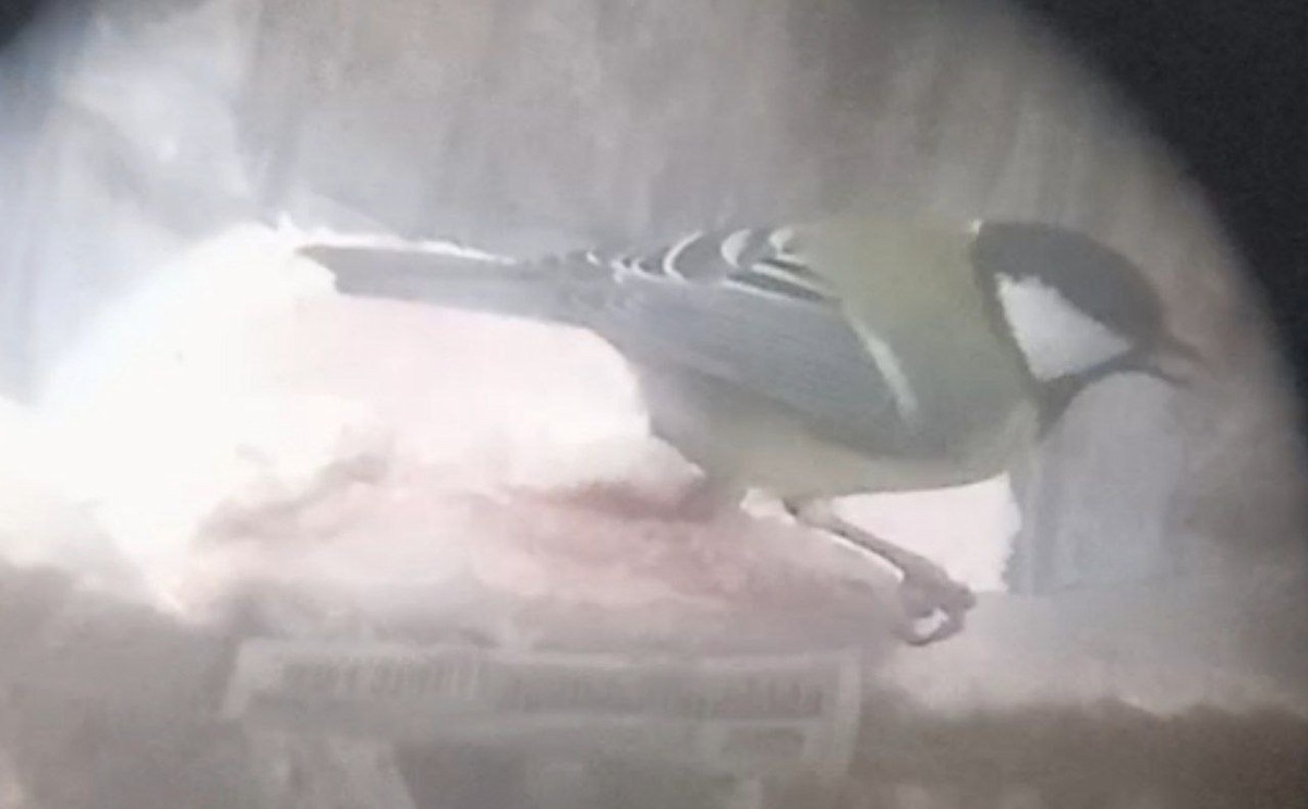 Great Tit - ML645389488