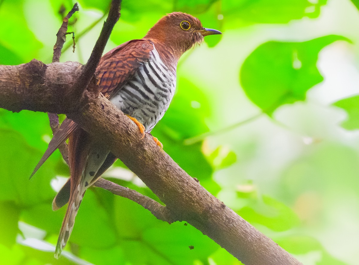 Lesser Cuckoo - ML645389489
