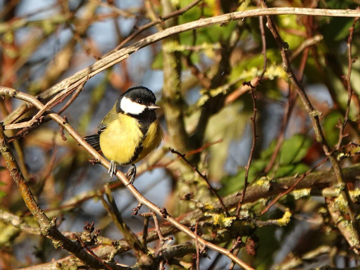 Great Tit - ML645389490