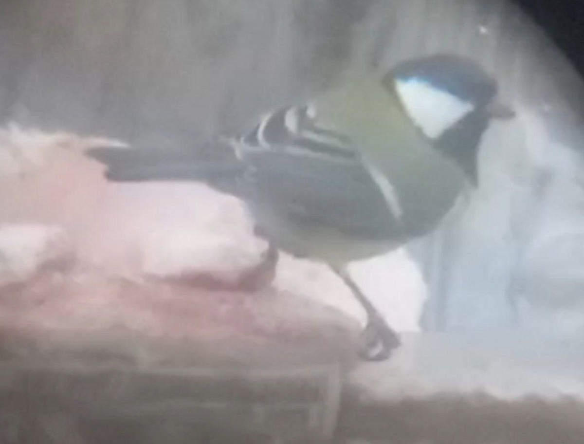 Great Tit - ML645389492