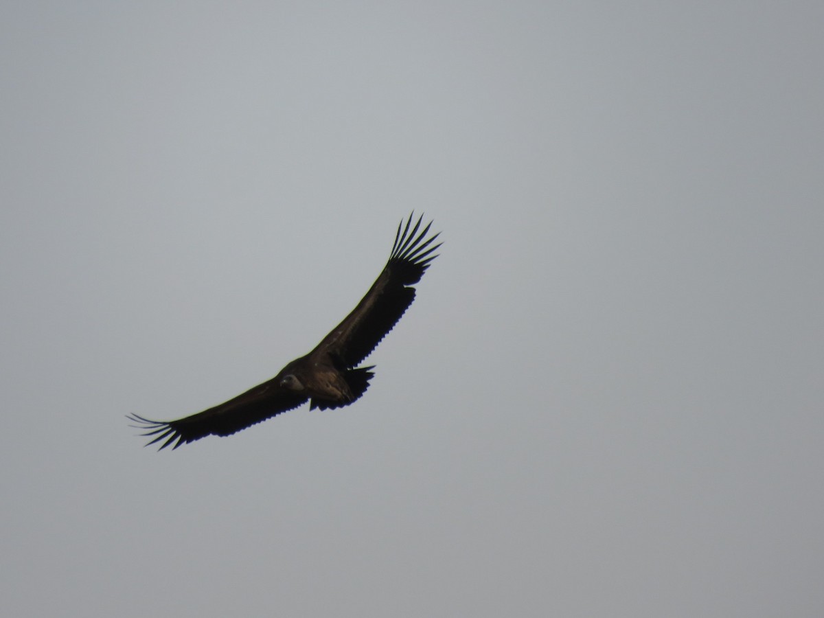 נשר מקראי - ML645389499