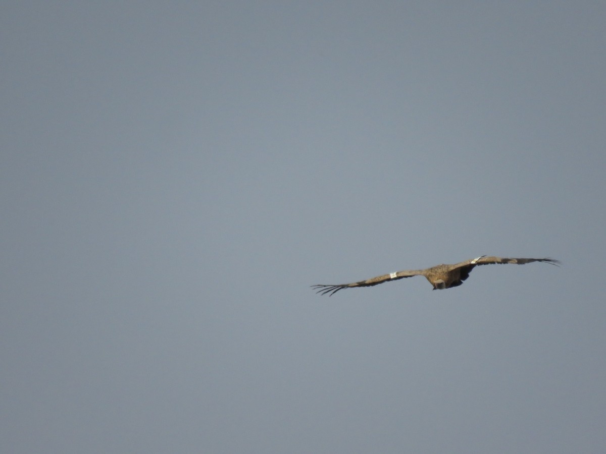 נשר מקראי - ML645389500