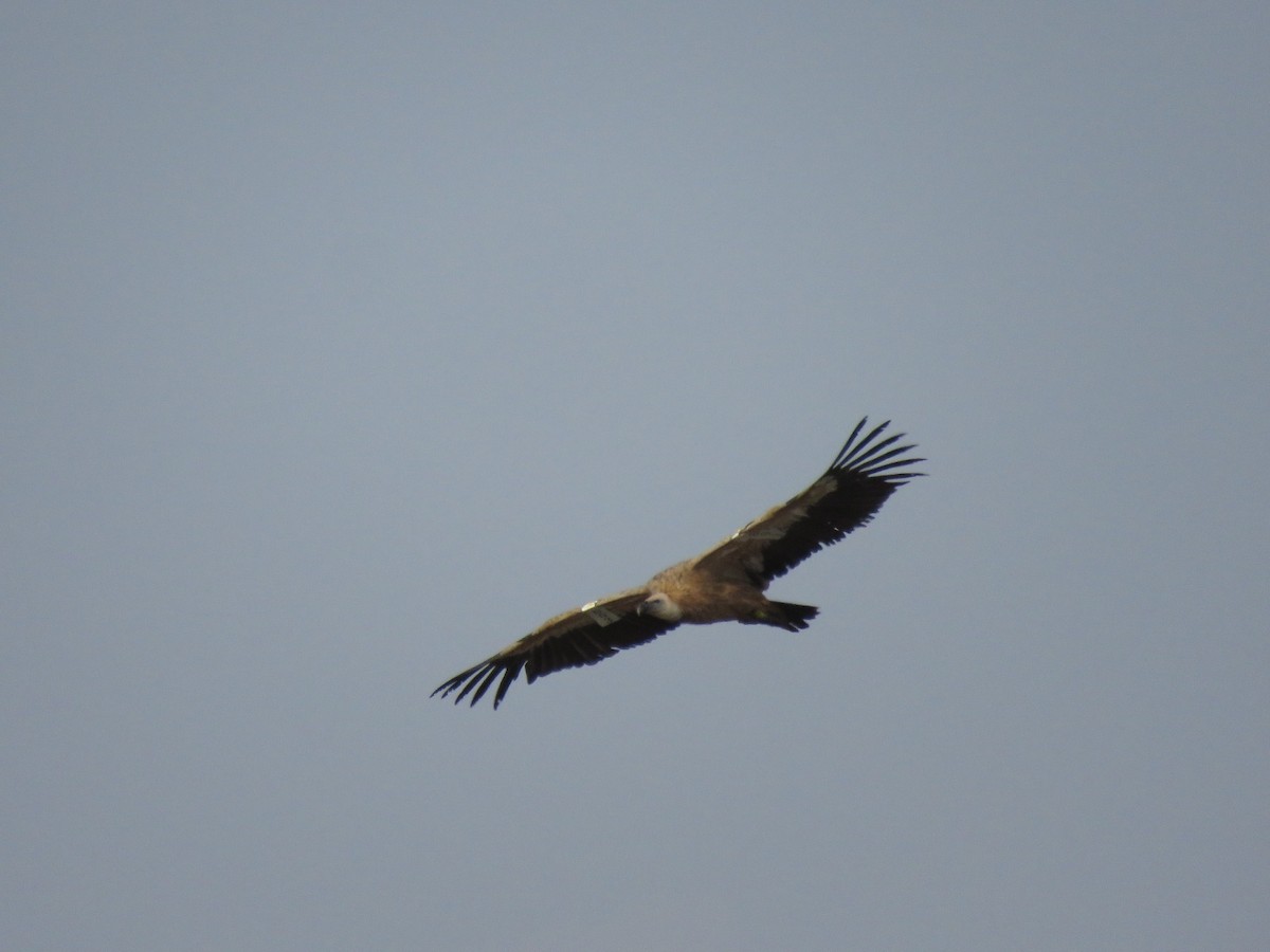 נשר מקראי - ML645389501
