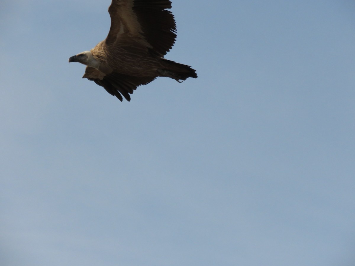 נשר מקראי - ML645389502