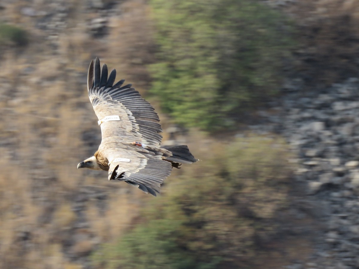 נשר מקראי - ML645389503