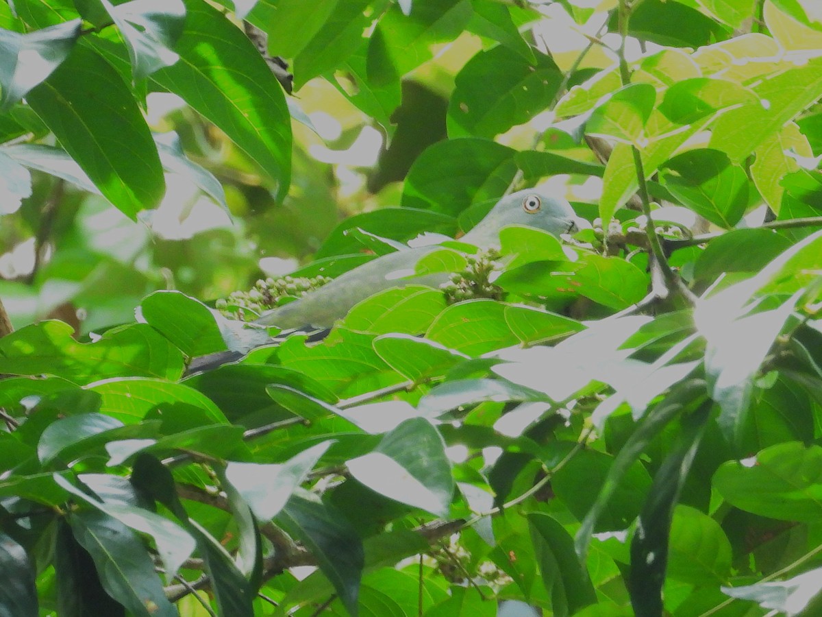 Little Green-Pigeon - ML645389504