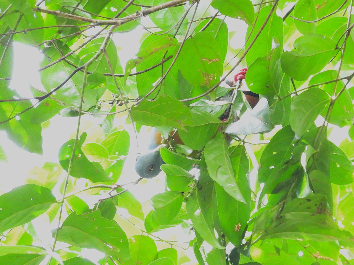 Little Green-Pigeon - ML645389505