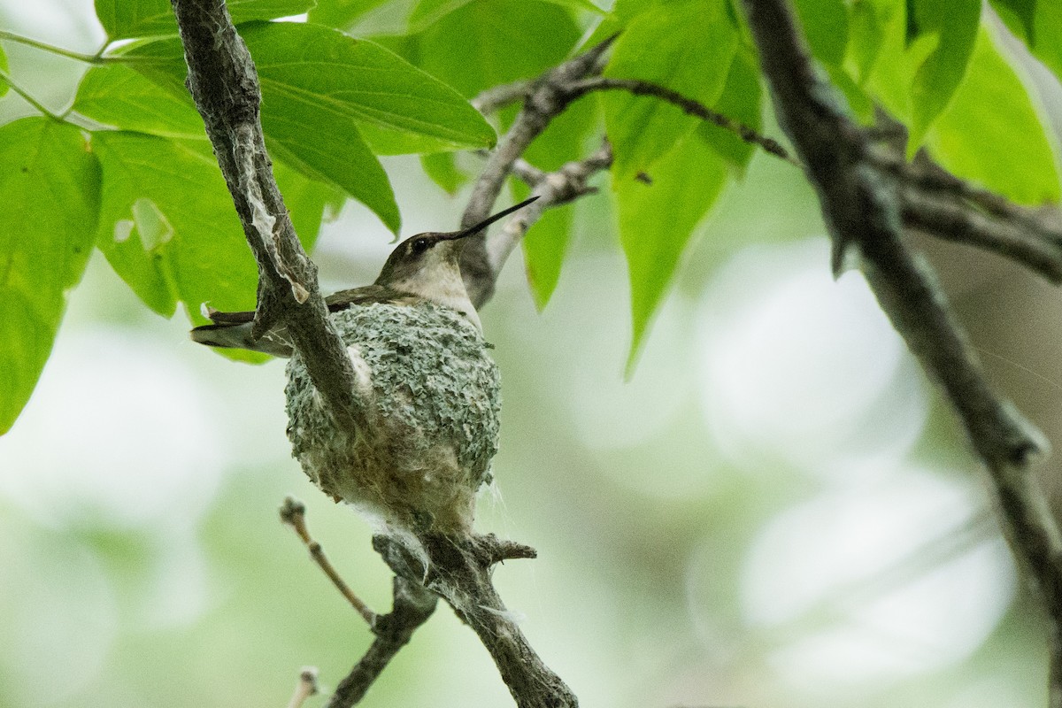 Рубиновогорлый колибри - ML645389509